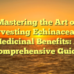 Mastering the Art of Harvesting Echinacea for Medicinal Benefits: A Comprehensive Guide